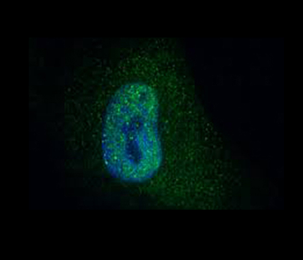 Immunofluorescence