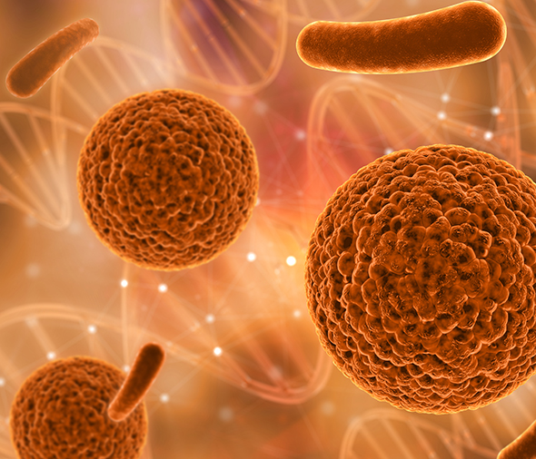 In vitro or in vivo tumour models